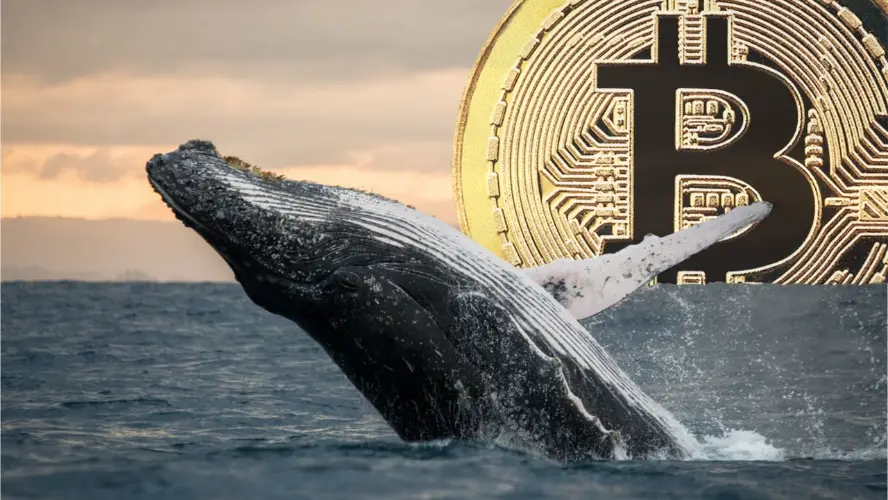 Bitcoin Market Control Has Passed to ‘New Whales’